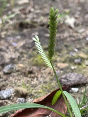 Eleusine indica