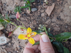 Cyanella lutea