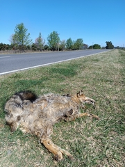 Lycalopex gymnocercus