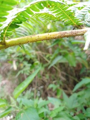 Sphaeropteris