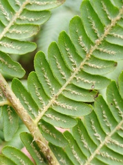 Sphaeropteris
