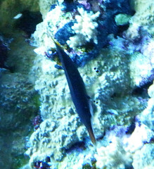 Gomphosus klunzingeri