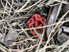 Clathrus ruber