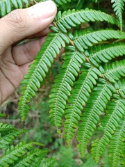 Sphaeropteris