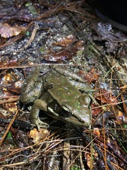 Lithobates maculatus