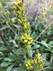 Solidago spathulata