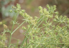 Echinophora spinosa