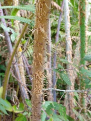 Sphaeropteris
