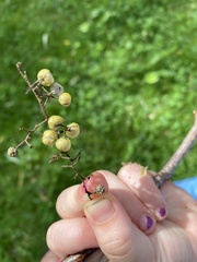 Toxicodendron radicans