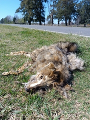 Lycalopex gymnocercus