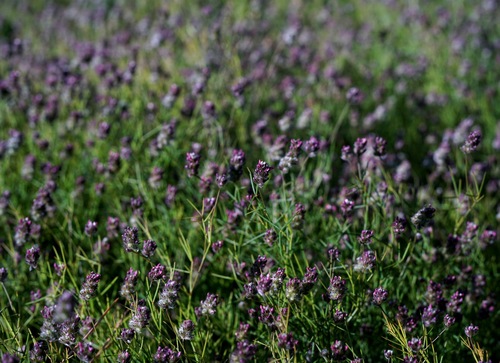 Image of Dalea filiformis by (c) Andrew Tree, some rights reserved (CC BY)