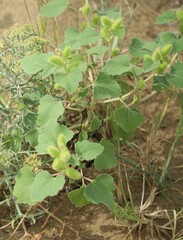 Xanthium orientale italicum