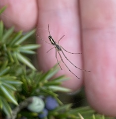 Tetragnatha extensa