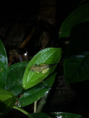 Ptychohyla hypomykter