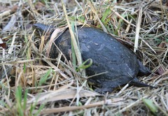Emys orbicularis