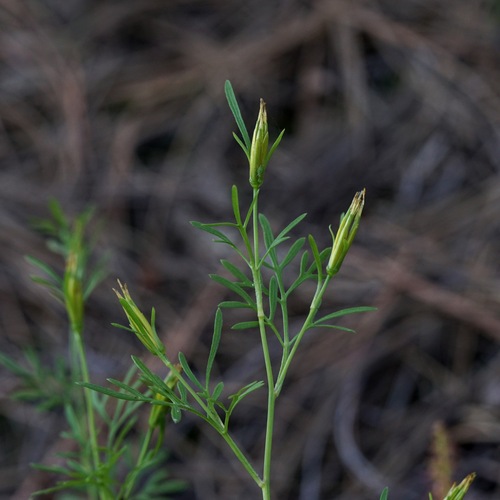 Rocky Mountain Beggarticks (Bidens heterosperma)