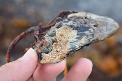 Lithothamnion glaciale