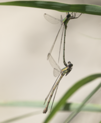 Chalcolestes viridis