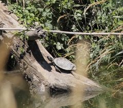 Graptemys pseudogeographica