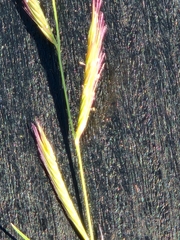 Bouteloua trifida