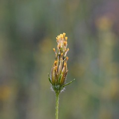 Bidens tenuisecta