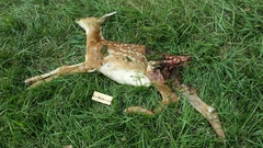 Odocoileus virginianus virginianus