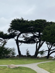 Cupressus macrocarpa