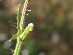 Crepis setosa