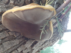 Inocutis tamaricis