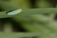Cicadella viridis