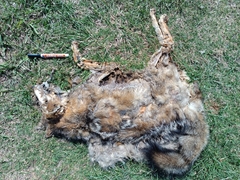 Lycalopex gymnocercus