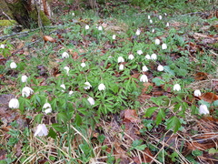 Anemonoides nemorosa