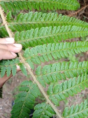 Polystichum