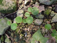 Hydrocotyle verticillata
