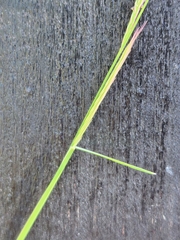 Bouteloua trifida