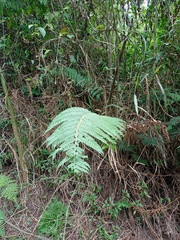 Polystichum