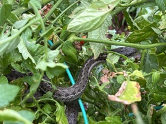 Thamnophis elegans vagrans