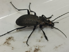 Carabus granulatus