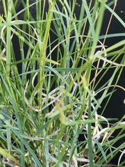 Bouteloua trifida