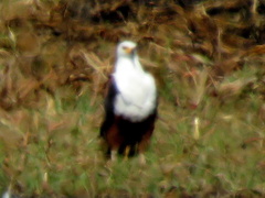 Haliaeetus vocifer