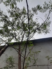 Leucaena