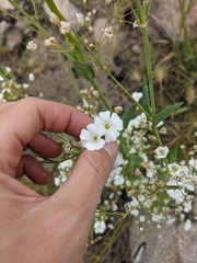 Gypsophila elegans