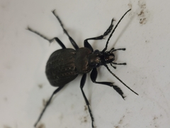 Carabus granulatus