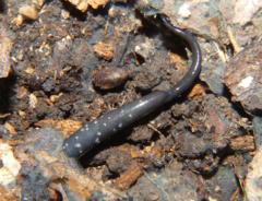 Plethodon cylindraceus