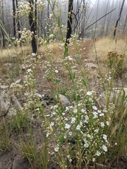 Gypsophila elegans