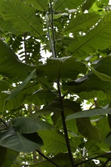 Magnolia vovidesii