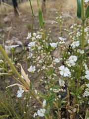 Gypsophila elegans