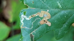 Stigmella ruficapitella