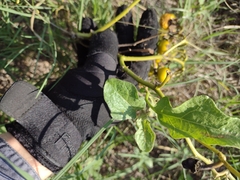 Cucumis melo