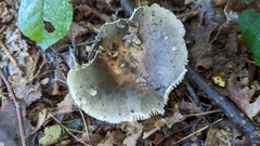 Russula parazurea